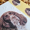 English Springer Dog Card Simply Elegant Range (Close Up)